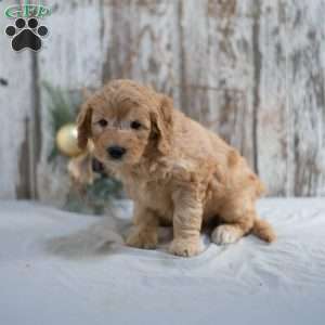 Gilmore, Mini Goldendoodle Puppy